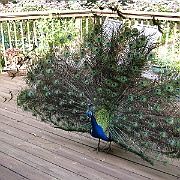 Picture 018